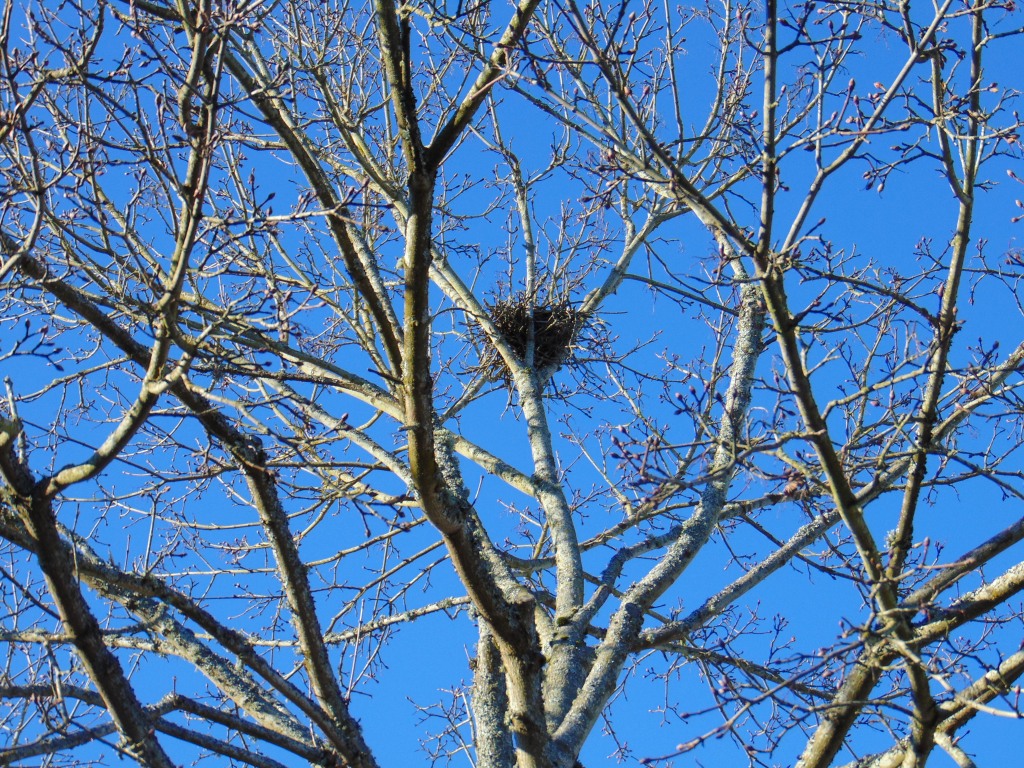 bird nest in tree