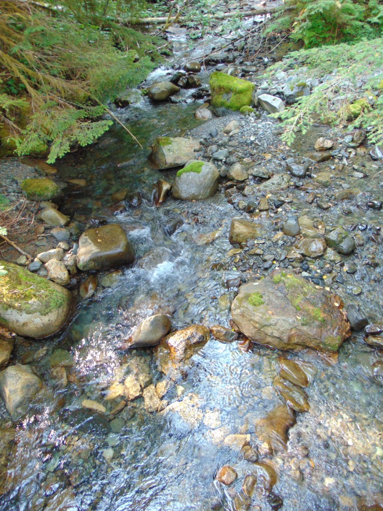 stream in Mt. Baker Snoqualmie National Forest
